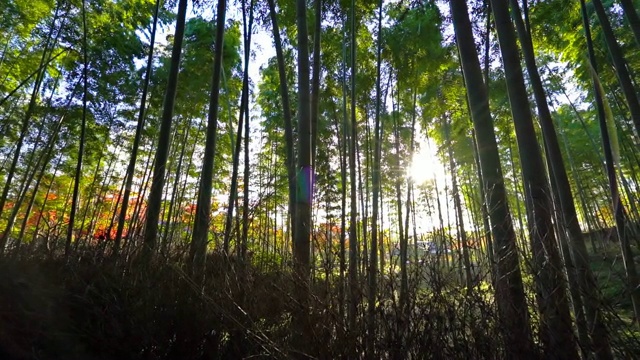 日本岚山的竹林和森林视频素材