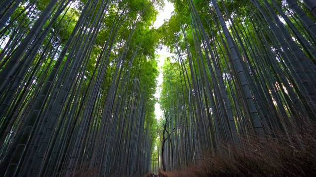 日本岚山的竹林和森林视频素材