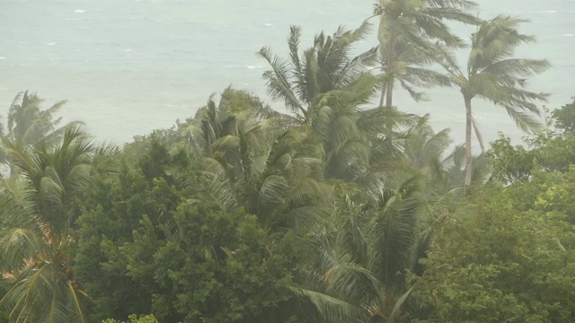 海滨景观在自然灾害飓风期间。强烈的旋风使椰子树摇摆。强热带风暴，自然力量，气候变化，台风海岸在雨季。视频素材