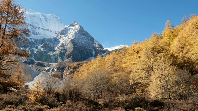 亚丁自然保护区，秋天，仙乃日神山的淘金松林视频素材