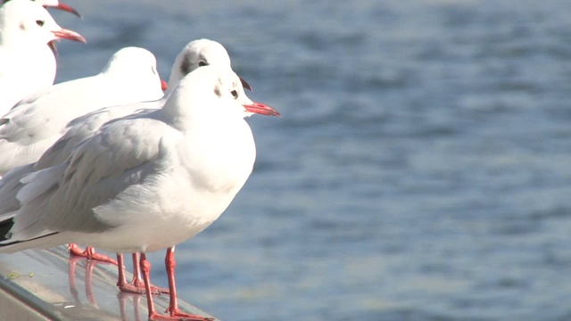 鸟与河01视频下载