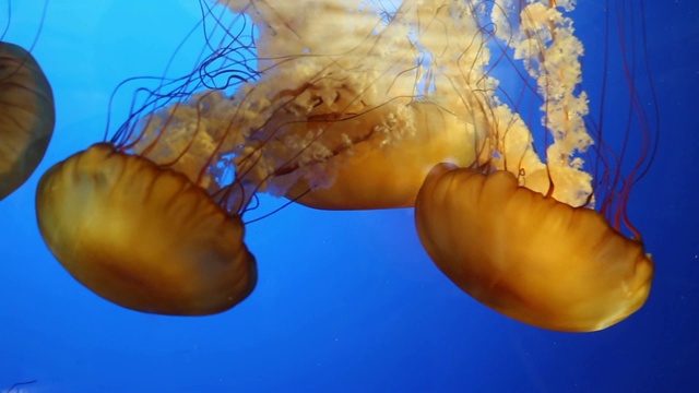 美丽的黄色水母浮在深水特写视频素材