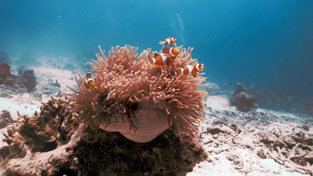 华丽海葵中的水下小丑鱼(Amphiprion ocellaris)视频素材