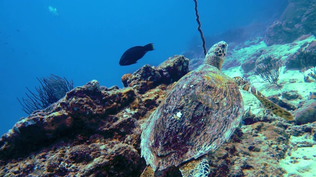 水下罕见遭遇极度濒危的玳瑁海龟(Eretmochelys imbricata)视频素材