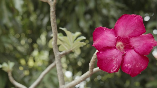 模拟杜鹃花花视频素材