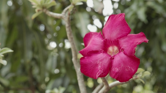 模拟杜鹃花花视频素材