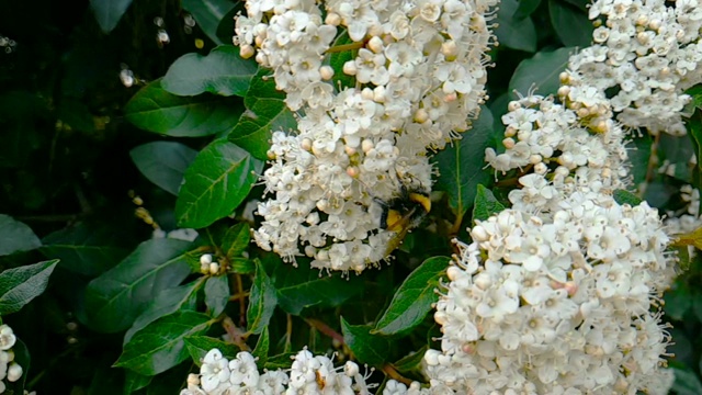 蜜蜂、黄蜂、大黄蜂在花上，慢镜头飞行，近景，为花授粉，春天来了，自然保护可持续性视频素材