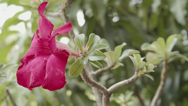 模拟杜鹃花花视频素材