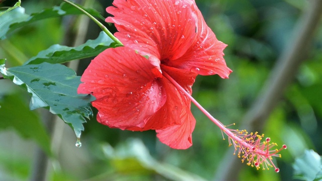 红色的芙蓉花视频素材