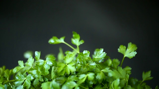 黑色背景上的新鲜绿色欧芹视频素材