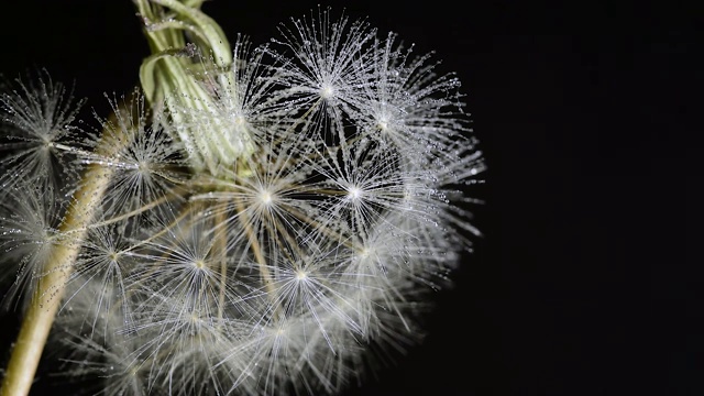 蒲公英下小雨细雨特写微距黑色背景视频素材