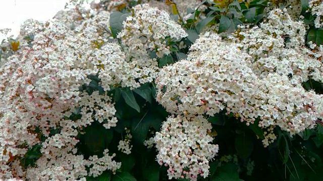 蜜蜂、黄蜂、大黄蜂在花上，慢镜头飞行，近景，为花授粉，春天来了，自然保护可持续性视频素材