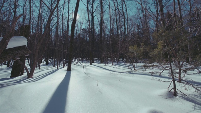 慢动作滑动视图美丽的雪景冬天的森林。阳光明媚的晴天视频素材