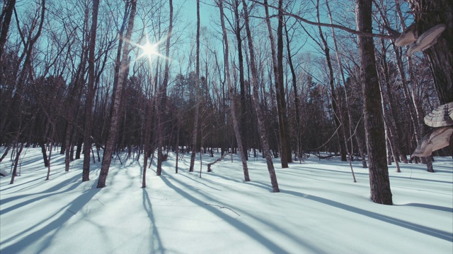 慢动作滑动视图美丽的雪景冬天的森林。阳光明媚的晴天视频素材