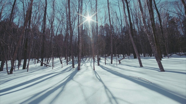 美丽的冰雪森林的缓慢滑动视图。阳光明媚的晴天视频素材