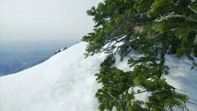 缓慢滑动的松枝与针和雪山景观视频素材