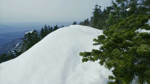 雪山顶，松枝，针叶林为背景视频素材