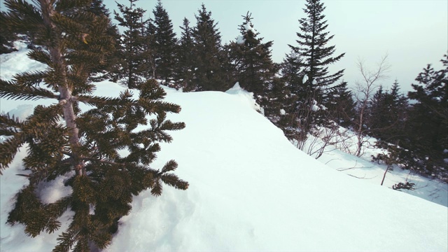 雪山山顶的针叶林美景。冬天视频下载