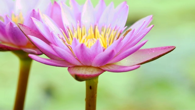 美丽的紫莲花，池塘里的一朵睡莲花视频素材