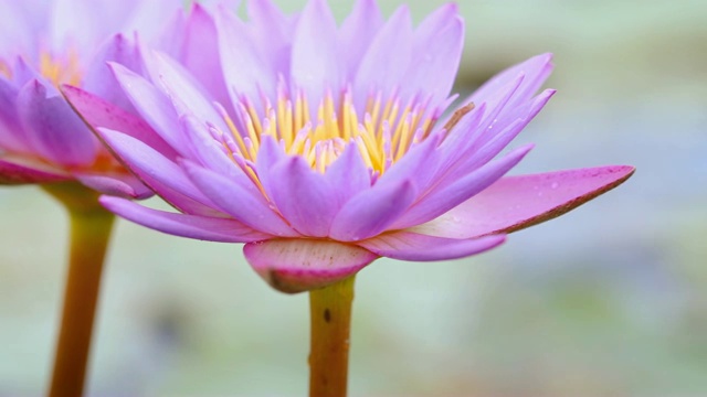 美丽的紫莲花，池塘里的一朵睡莲花视频素材