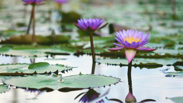 美丽的紫莲花，池塘里的一朵睡莲花视频素材