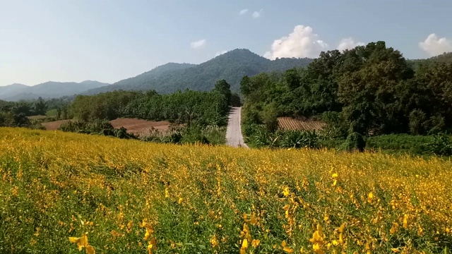 山丘上的柚子田，以山为背景视频素材