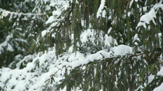 白雪覆盖的树枝视频素材