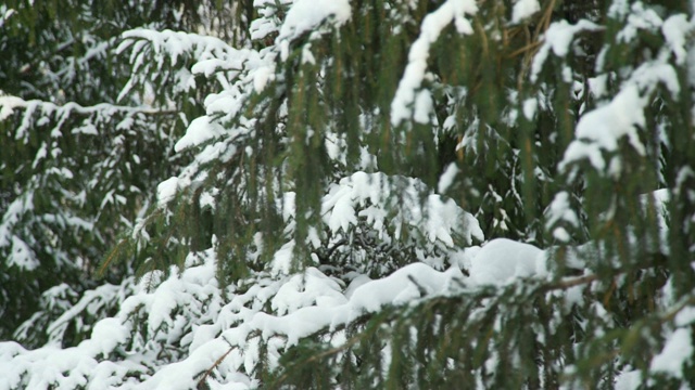 树枝上覆盖着雪视频素材