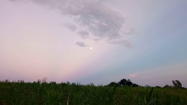 日落日出天空与玉米地视频素材