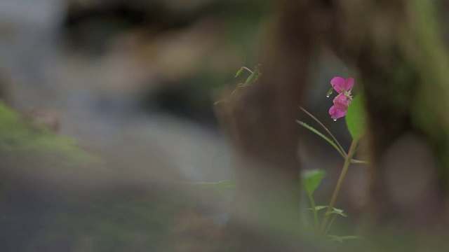 瀑布前的花视频下载