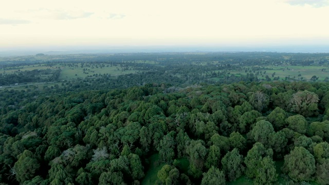 山地天然林，仅存Juniper和Hagenia树/ Aerial视频素材