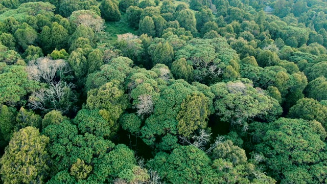 垂直鸟瞰Dinsho森林与Hagenia林地和杜松树-最后的自然栖息地之一在埃塞俄比亚视频素材