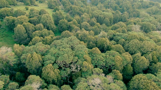 垂直鸟瞰Dinsho森林与Hagenia林地和杜松树-最后的自然栖息地之一在埃塞俄比亚视频素材