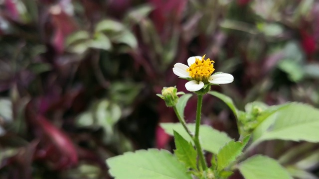 鬼针草属蕊花，白色花瓣，黄色中心视频下载