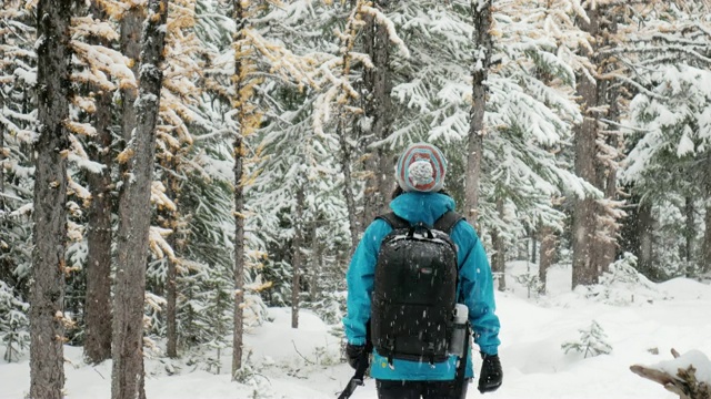 在松林里的新鲜冬雪上徒步旅行的妇女视频素材