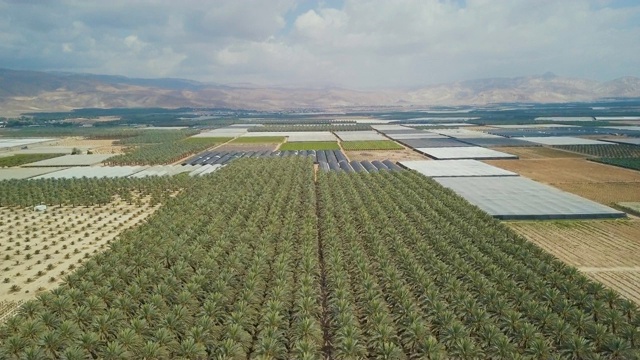 空中/温室和沙漠中的枣椰树种植园视频素材