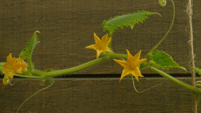 黄瓜茎与黄色的花视频素材