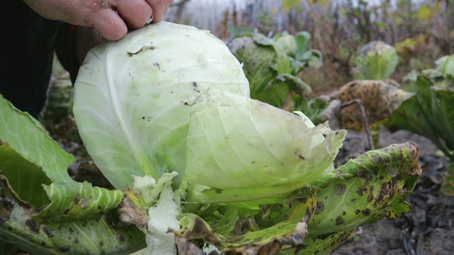 在花园里收割卷心菜视频素材