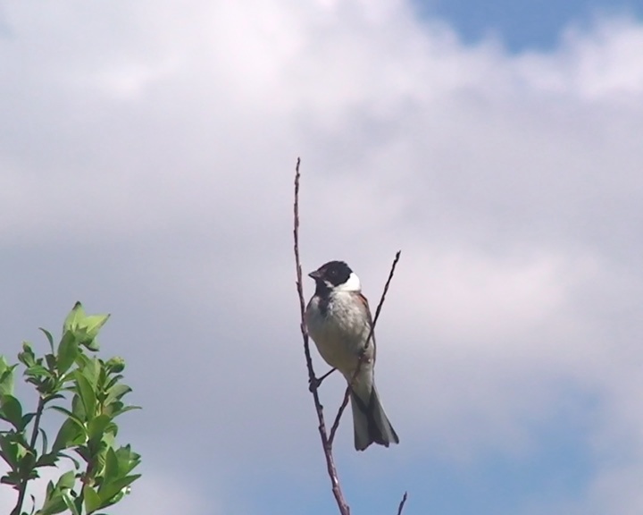 里德·班廷(Emberiza schoeniclus)视频素材