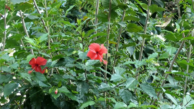 红色的芙蓉花视频素材