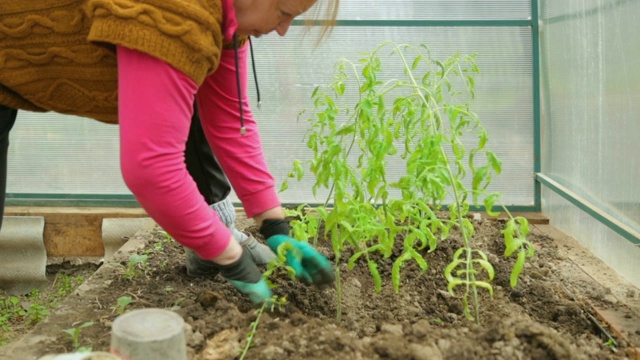 在温室内种植番茄树苗视频素材