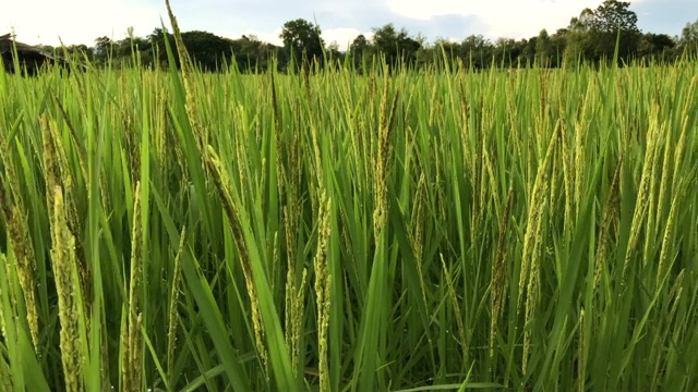 茉莉花稻田视频素材