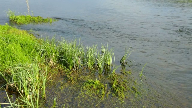 夏季河水湍急视频素材