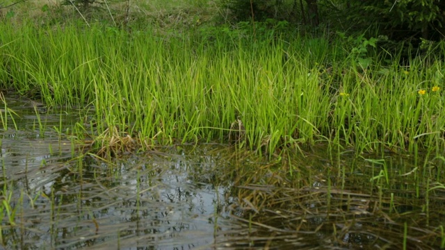 夏季沼泽地区视频素材