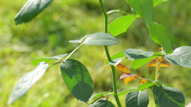 生长在花园中的单株红玫瑰视频素材