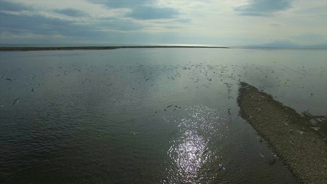 鸟瞰图海鸥附近的海岸线，马加丹，中国。视频素材