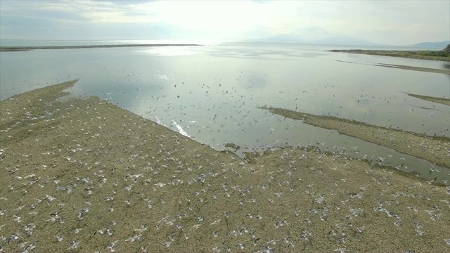 鸟瞰图海鸥附近的海岸线，马加丹，中国。视频素材