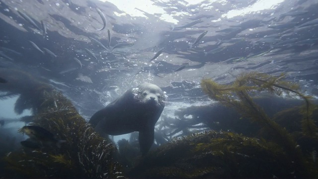 雄性海狮张开嘴游泳视频下载