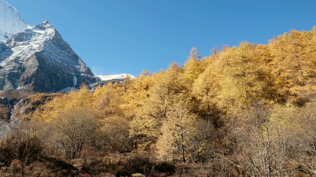 亚丁自然保护区，秋天，仙乃日神山的淘金松林视频素材