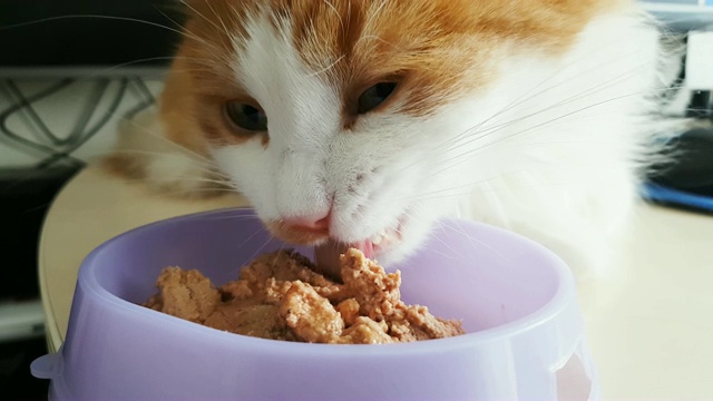 白红猫正高兴地从碗里吃着食物，特写视频素材